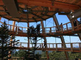 Innenansicht des spiralf&ouml;rmigen Aussichtsturms am Baumwipfelpfad im Nationalpark Bayerischer Wald mit Besuchern und B&auml;umen im Zentrum.